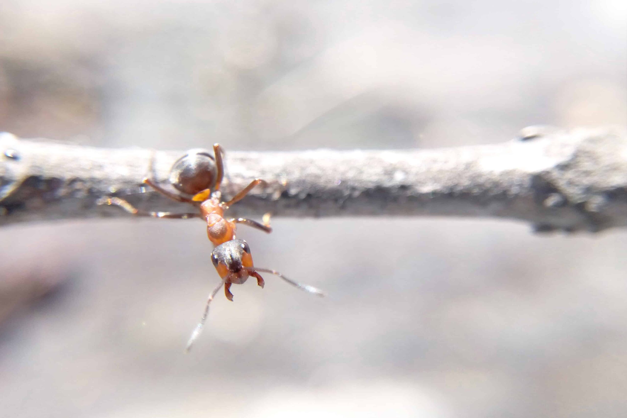 What Pests Are Waking Up Early This Spring in Colorado (And How to Stop Them Now)