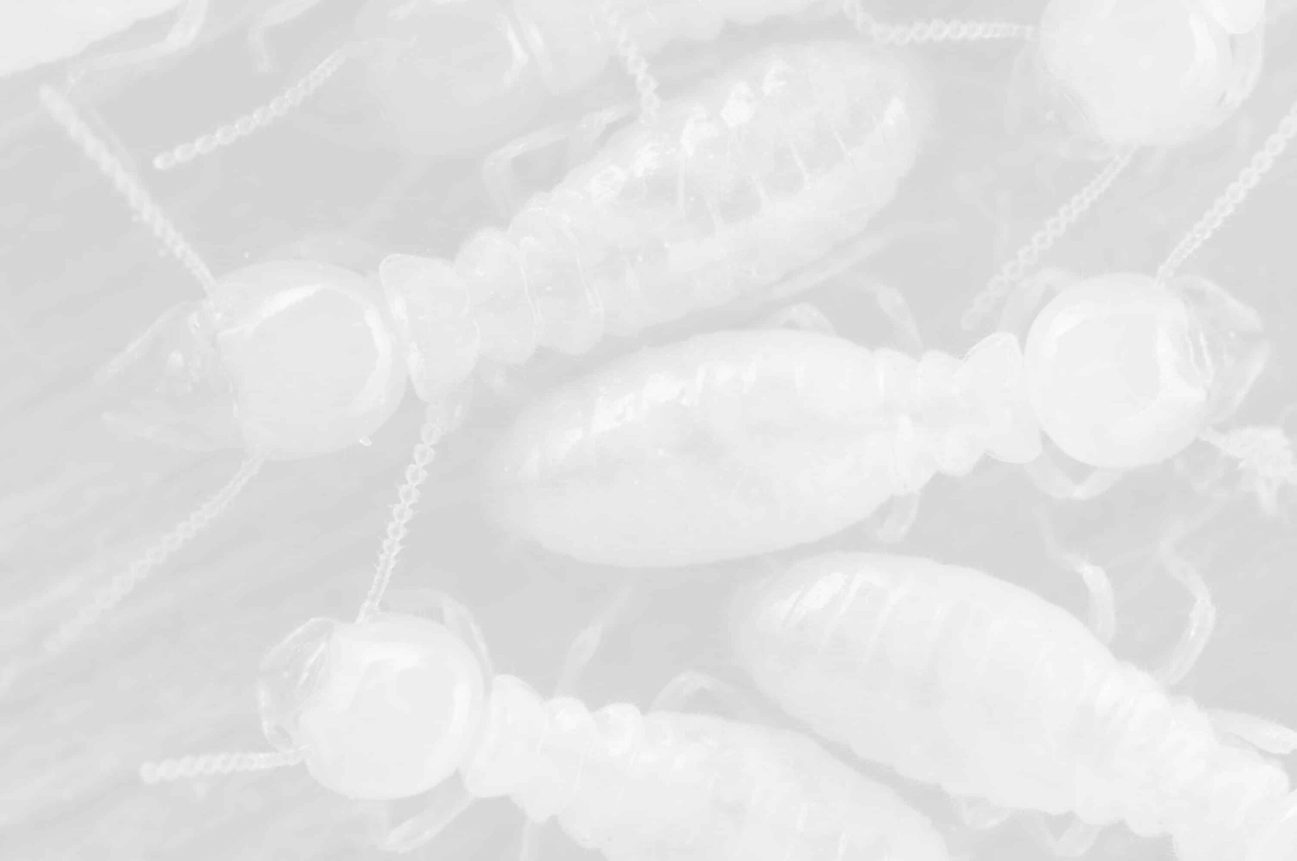 Are There Termites in Colorado?