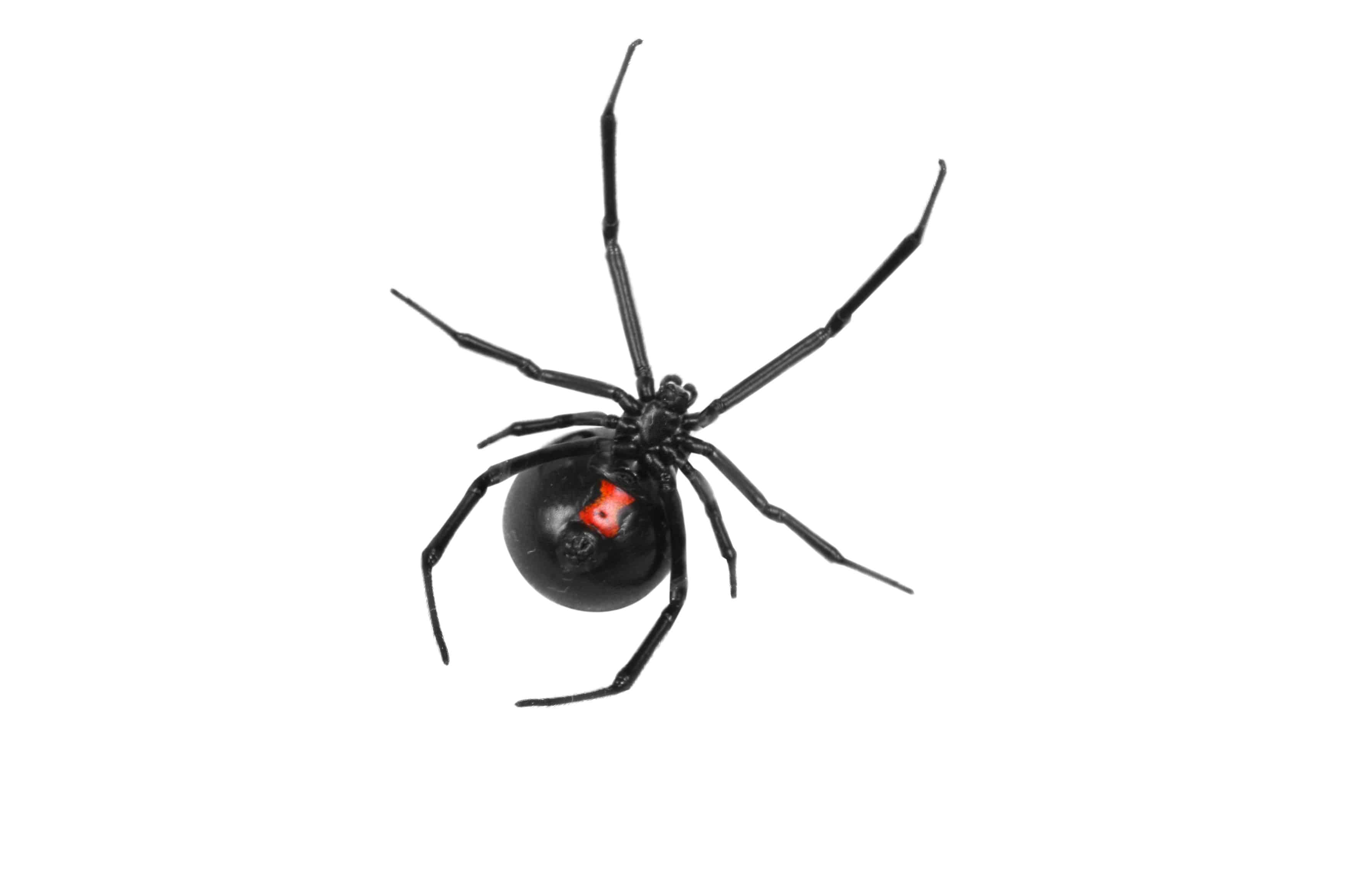 Western black widow spider, the most medically significant spider in Colorado